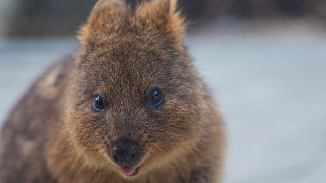 Illustration for article titled 8 Marsupials We’re Just Going To Throw Out Unless Bindi Irwin Wants Them
